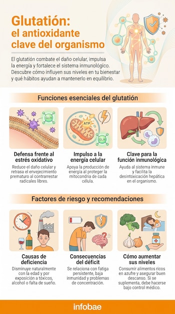 Infografía con ilustraciones sobre las funciones del glutatión: defensa celular, energía y función inmunológica; factores de deficiencia y cómo aumentarlo.