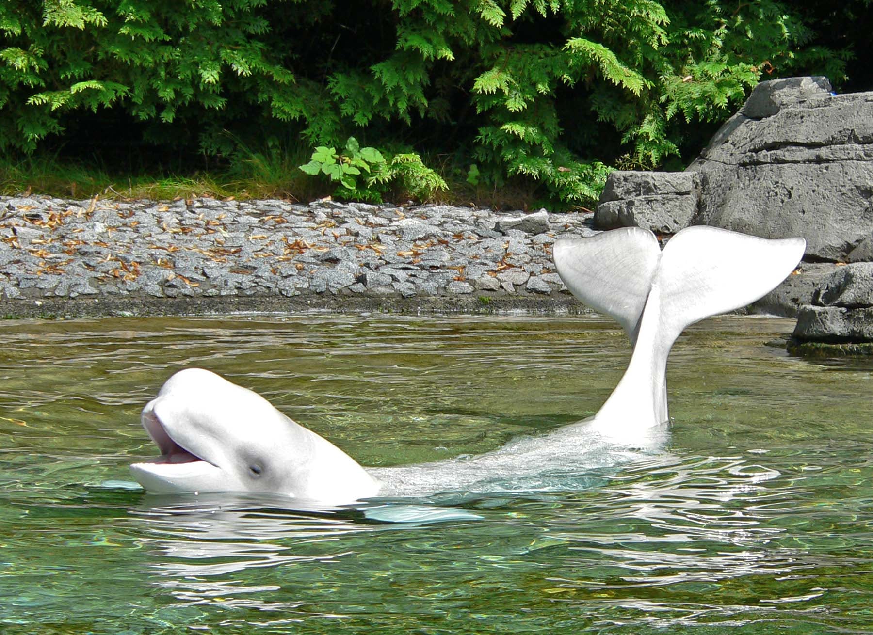 Investigadores concluyen que la conciencia propia en belugas no es universal, pero su descubrimiento abre puertas a nuevas investigaciones sobre la evolución cognitiva en mamíferos marinos Crédito: (Stan Shebs/ Wikimedia)