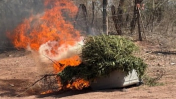 Ejército Mexicano destruye tres plantíos de marihuana en Cosalá, Sinaloa