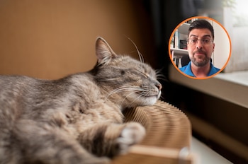 un gato tumbado durmiendo