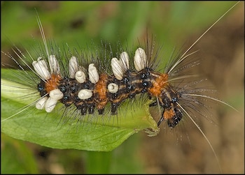 El muestreo identificó 53.945 especies distintas en el Área de Conservación Guanacaste (University of Guelph, Ontario, Canada).