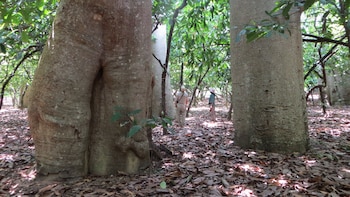 Un análisis genético identifica una nueva especie de baobab en el norte de Madagascar