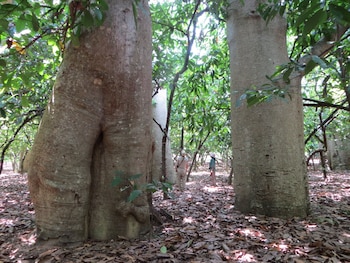 Bosque de árboles de cacao con troncos gruesos y corteza clara. El suelo está cubierto de hojas secas. Dos personas en el fondo transitan entre la vegetación