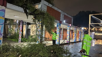 Tres árboles cayeron en Iztacalco