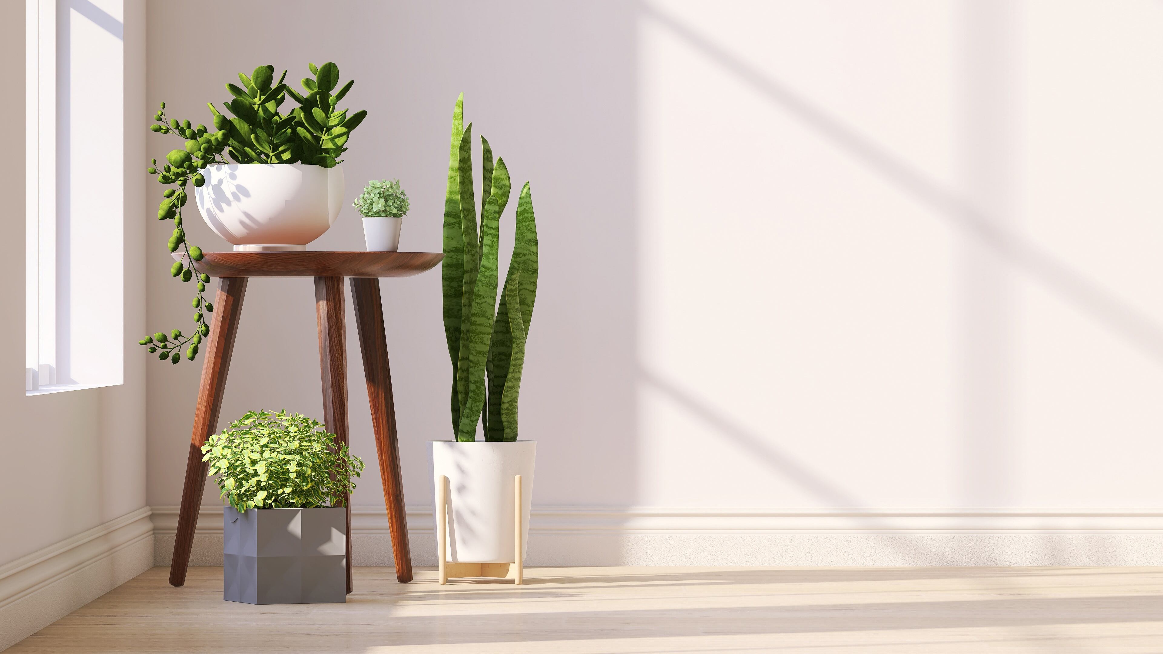 Plantas en casa (Adobe Stock)
