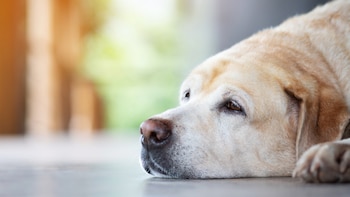 Un veterinario explica cuáles son las señales de dolor de tu perro, aunque no se queje