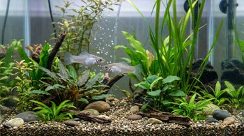 Vista cercana de dos peces plateados nadando en un acuario de agua dulce lleno de exuberantes plantas acuáticas verdes y rojizas, piedras lisas y grava.