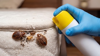 El insecticida de supermercado que jamás debes usar si tienes chinches