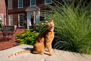 Remy ha protagonizado aventuras como