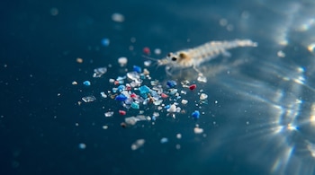 Un pequeño camarón translúcido nada entre diminutos fragmentos de microplástico de colores azul, rojo y blanco en agua oscura con destellos de luz.