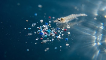 Microplásticos presentes en playas, fauna y ríos: Costa Rica detecta contaminación en el 70% de muestras