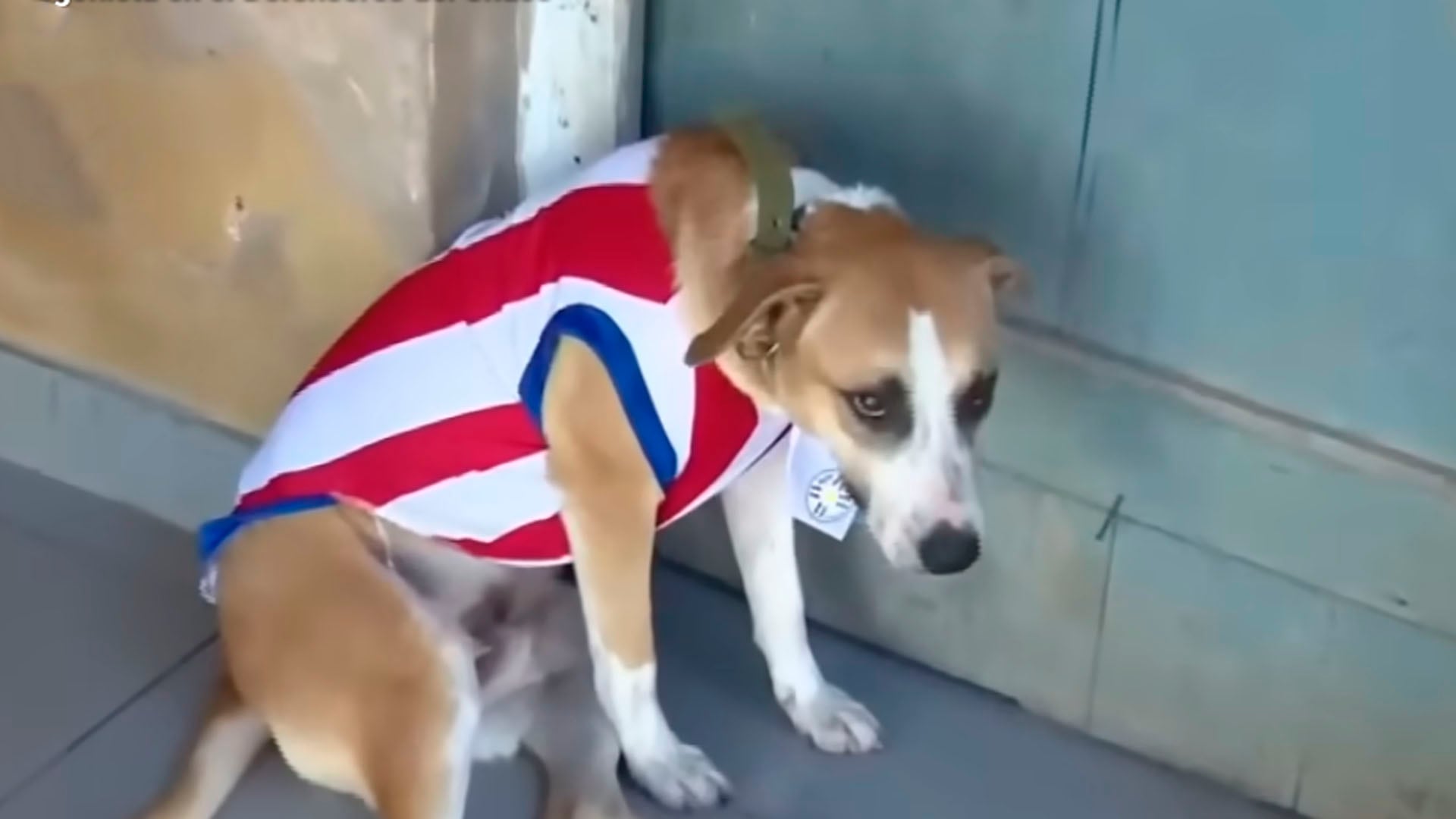Dexter, el perro que ingresó al Defensores del Chaco en pleno partido entre Paraguay y Nicaragua