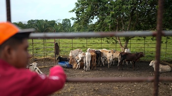 Ventanas arriba, aire acondicionado, cuatreros transportan reses en sedanes