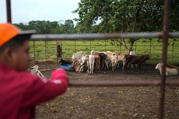 El abigeato se incrementa en Panamá, sobre todo cuando aumenta el precio de la carne. (AP Foto/Matias Delacroix)