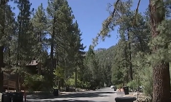 Una calle asfaltada rodeada de altos pinos y casas en una zona boscosa bajo un cielo despejado