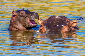 Manoj Shah/Comedy Wildlife Photography Awards