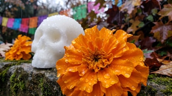 Una flor de cempasúchil naranja con gotas de agua junto a una calavera de azúcar blanca, papel picado y follaje húmedo.
