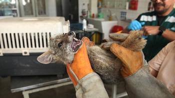 La nueva vida de la zorrita andina “Titín”: inicia recuperación tras rescate y lucha por dejar atrás el tráfico ilegal