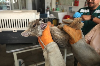 Intervención conjunta de Serfor y la Policía Nacional. Difusión