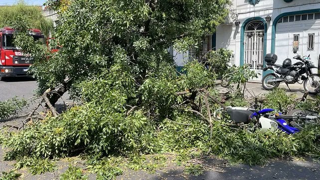Rosario desplegó un amplio operativo para sacar los árboles de las calles