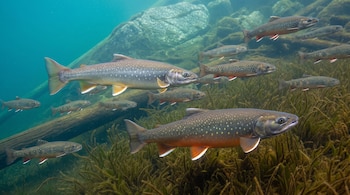 Numerosos peces de piel moteada nadan en agua clara con rocas, un tronco sumergido y vegetación acuática en el lecho.