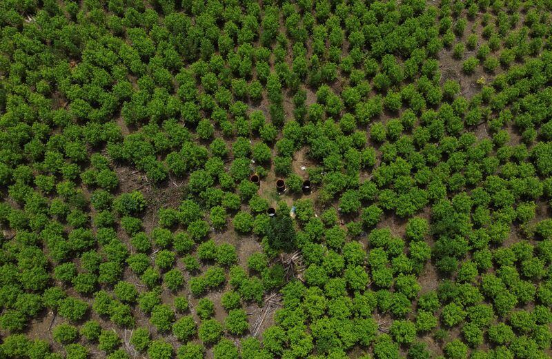 El informe antidrogas estadounidense señala incumplimientos y el impacto en comunidades vulnerables de Colombia - crédito Daniel Becerril/REUTERS