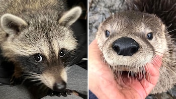 El mapache y la nutria