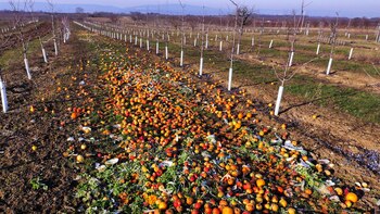 Fruit and vegetables with small blemishes are discarded to rot in plantations in rural Mainz. On average 55kg of foodstuff are thrown away each year by every single German. Febuary 2019