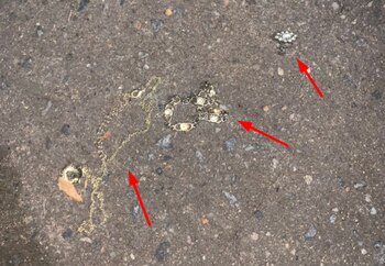 Las joyas robadas a Beatriz