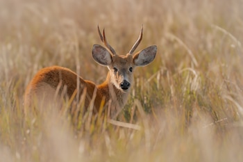 El crecimiento del ciervo de los pantanos en los Esteros del Iberá representa un hito en la conservación de especies nativas en Argentina (Henry Maillet)