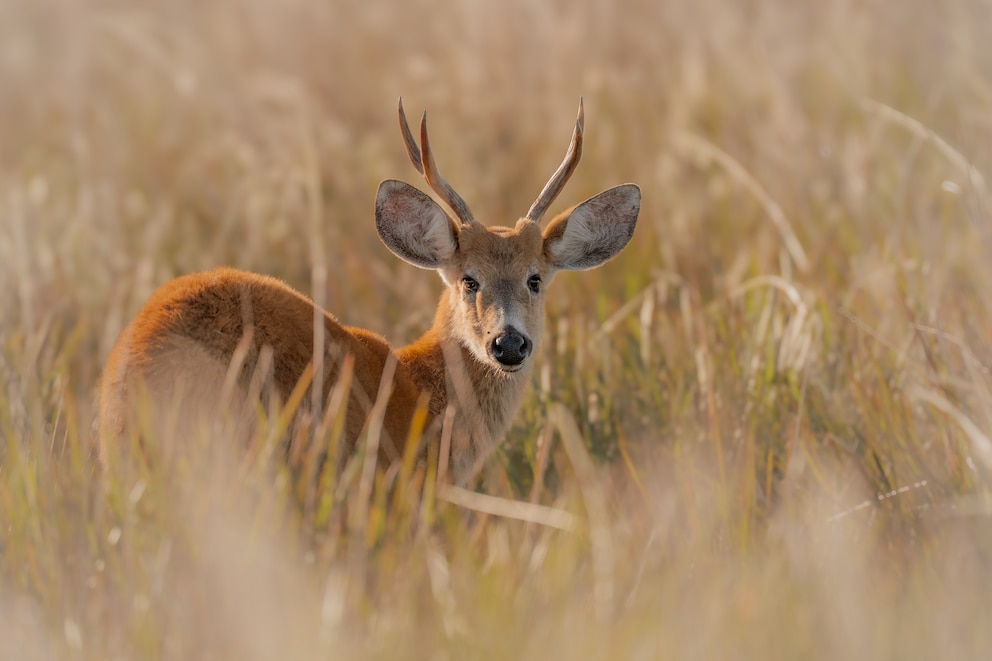 De casi extinto a recuperado: el ciervo vuelve en Iberá