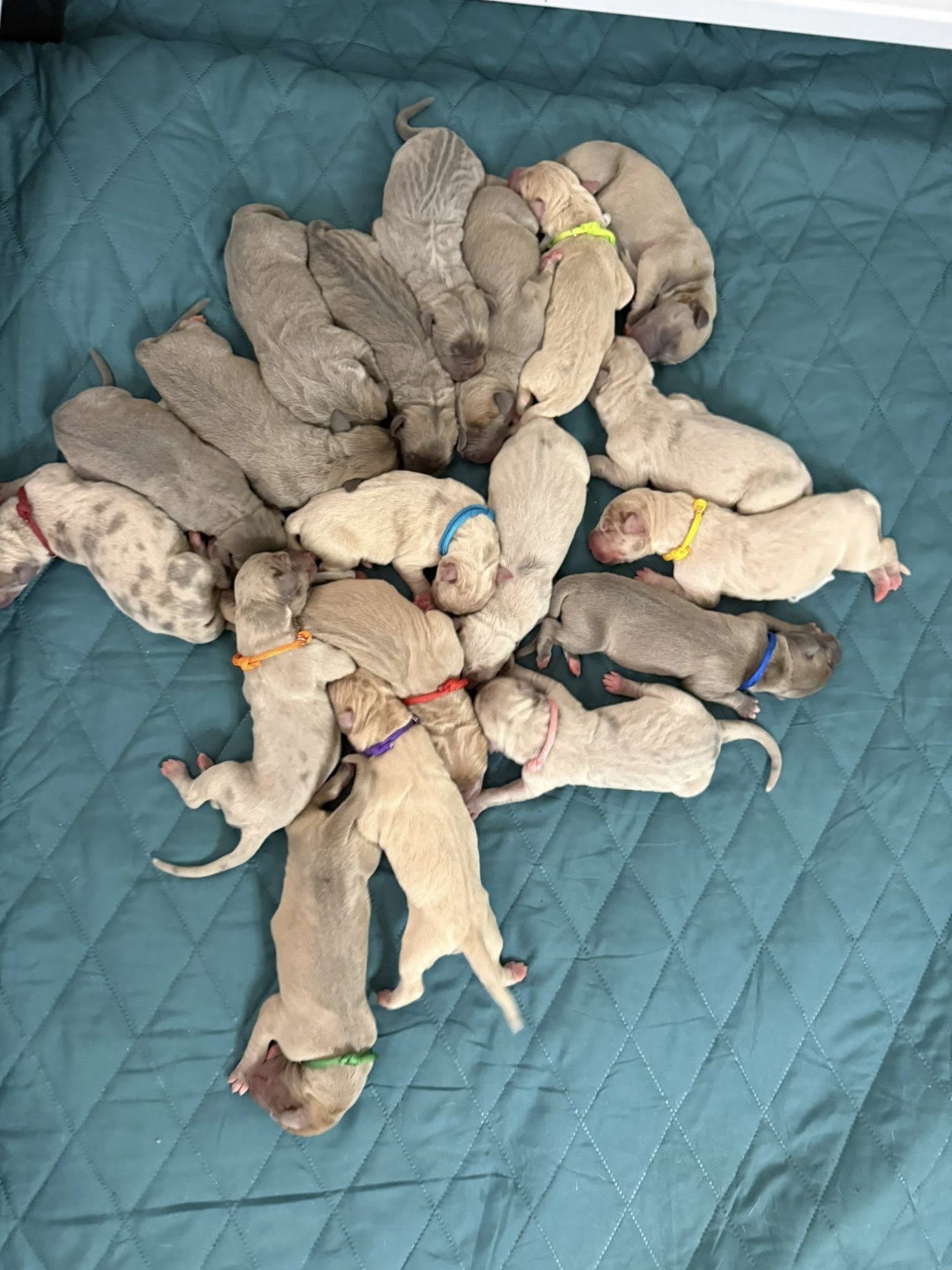Piper, la madre gran danés, dio a luz a 19 cachorros vivos y saludables en una cesárea de emergencia realizada en Paws and Claws Animal Hospital (Facebook/Waltzy Styczykowski Becky)