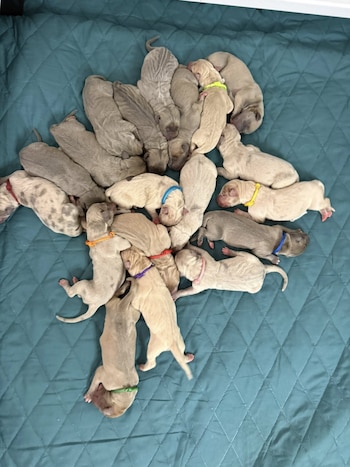 Cachorros