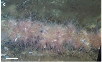 La zona funciona como una trampa natural y corredor migratorio donde aumentan los riesgos de mortalidad para ballenas picudas