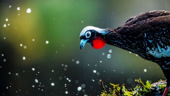 El Yacutinga es un ave