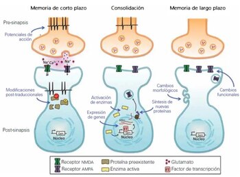 Cambios que ocurren en las