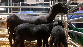 Caballos de Julio César y