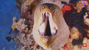 26/10/2020 Este es el motivo