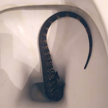 El Lagarto Overo puede llegar