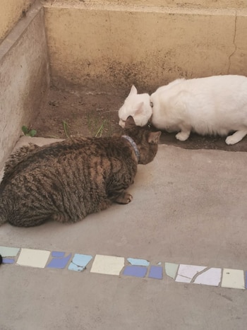 Los gatos son capaces de