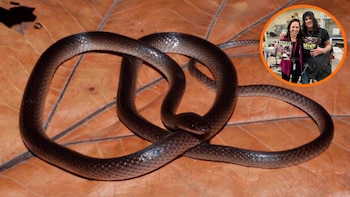 Descubren una especie de serpiente y la bautizan en honor a Slash, ex guitarrista de Guns N’ Roses