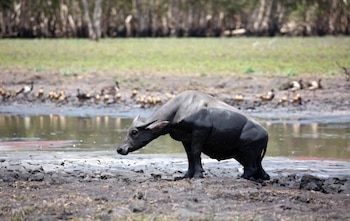 Un búfalo de color gris oscuro emerge de un área con agua y barro. Se observa pasto verde, árboles y un grupo de aves pequeñas al fondo