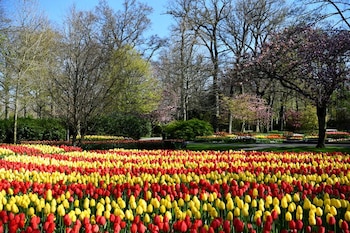 Tulipanes en el jardín Keukenhof, en Lisse (Reuters).