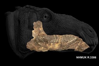 Técnicas avanzadas de paleoproteómica permiten