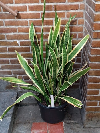 De acuerdo con la NASA,