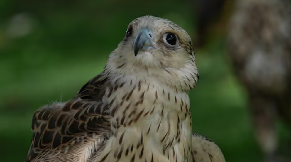 Un relevamiento récord documentó más de 2.500 especies en solo cuatro días en Argentina