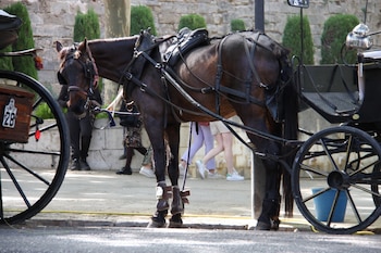 Un caballo tira de un carruaje en Palma. (Progreso en Verde)