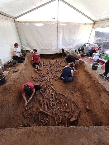 Varios arqueólogos trabajan bajo una carpa blanca, desenterrando cuidadosamente numerosos esqueletos humanos en un foso de tierra