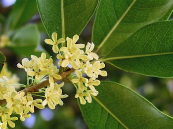 Osmanthus. (Wikipedia)