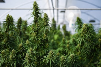 Avanza la ley que regularía